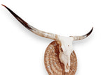 Crânio Real de Touro - Chifre LongHorn
