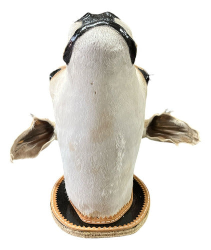 Decoração De Parede Country Cabeça De Bezerro Empalhada